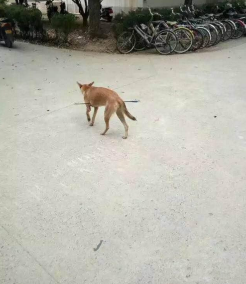 華科大校園內(nèi)，一條流浪狗腹部被箭射穿，地上留著斑斑血跡。