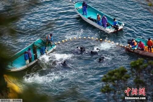 當?shù)貢r間2014年1月21日，日本太地“海豚灣”，日本漁民圍捕入網(wǎng)的海豚。 據(jù)報道，在一年一度的海豚圍捕活動中，已有數(shù)百海豚被獵殺。