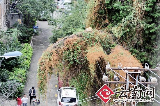 小貓蹲在一根纏滿了藤蔓的樹枝上。