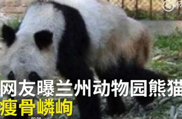 網(wǎng)曝熊貓瘦成皮包骨 大熊貓“蜀蘭”瘦骨嶙峋口吐白沫蘭州動物園引質疑