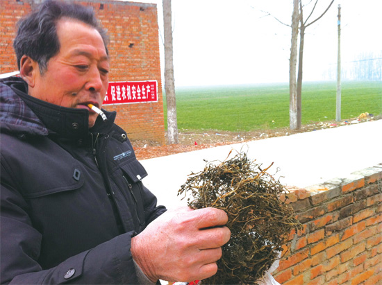 邢瑞亭向記者展示晾曬后的水芹菜，如今這種野菜也成為農(nóng)民餐桌上的香餑餑