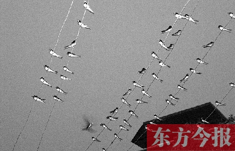 濟(jì)源市克井鎮(zhèn)苗莊村一戶農(nóng)家的晾衣繩上，上百只燕子來做客