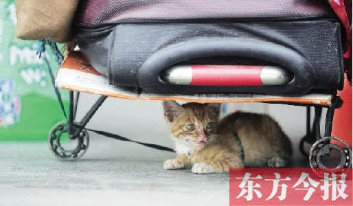 昨日，鄭州火車站廣場。一只小貓鉆到了行李下躲避烈日