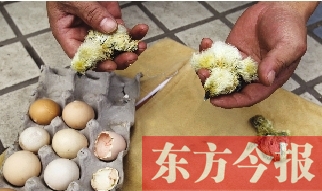昨天上午，鄭州市紫東苑小區(qū)一住戶家的烏雞蛋竟然孵出了小雞