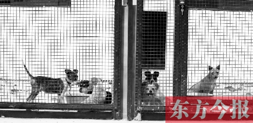 被主人遺棄的小狗暫時寄居在鄭州市犬只收容中心內(nèi)，如果沒有人來認領(lǐng)，他們將被處以安樂死