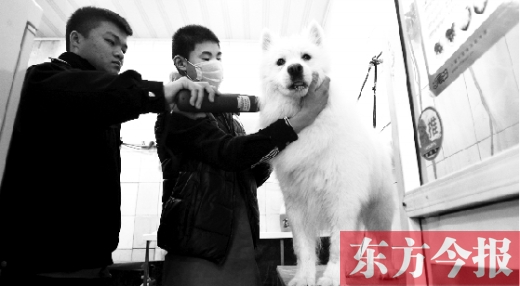 昨天，鄭州城管首次進(jìn)寵物店清查無證犬只