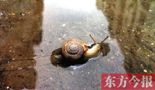 堵車俺不怕，就怕發(fā)大水，這不，一大早蹚水過街，現(xiàn)在已經(jīng)是下午了，俺還在馬路中間呢