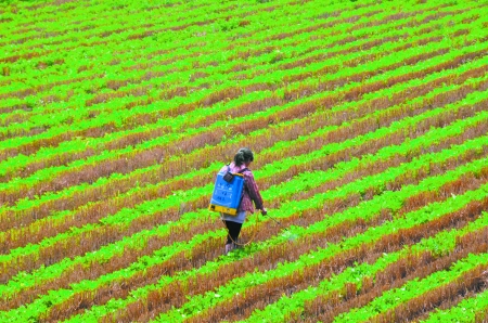 6月28日，內(nèi)黃縣東莊鎮(zhèn)馬固村農(nóng)民在花生地里噴施農(nóng)藥。