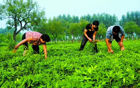 7月16日，內(nèi)黃縣后河鎮(zhèn)余莊村村民在花生地里除草。