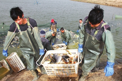 3月18日，漁民在溫縣黃河鯉魚生態(tài)養(yǎng)殖基地捕魚，近日，溫縣3000畝黃河鯉魚生態(tài)養(yǎng)殖基地的頭茬魚開始