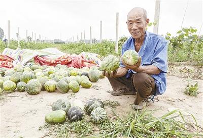 種的是“三白瓜”，長出來的瓜非常雜，其中最多的是本地甜面瓜，俗稱“一窩猴”