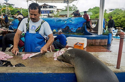 海獅變魚攤?？?排隊“購買”金槍魚