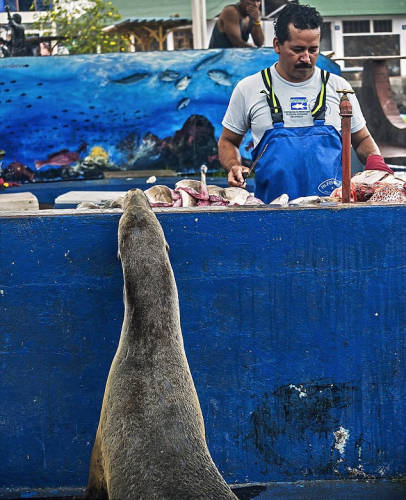 海獅變魚攤?？?排隊“購買”金槍魚