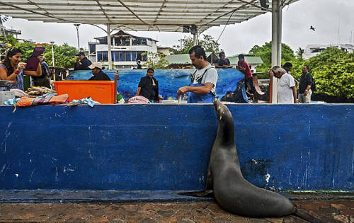 海獅變魚攤?？?排隊“購買”金槍魚