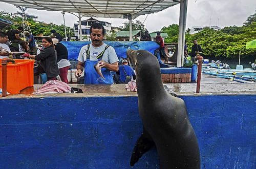 海獅變魚攤?？?排隊“購買”金槍魚