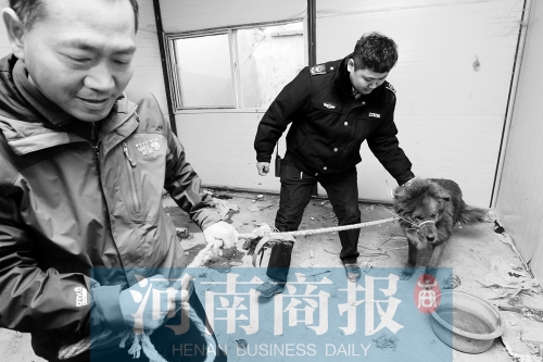 麻藥起作用后，這只藏獒被執(zhí)法人員控制