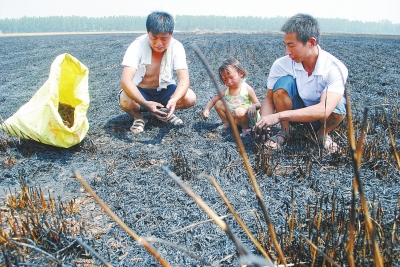 　村民為挽回一點損失，只得撿拾一些燒焦的麥穗。