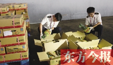 昨日，檢驗(yàn)檢疫人員正對剛從臺灣進(jìn)口的水果進(jìn)行檢驗(yàn)