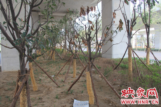 北三環(huán)經(jīng)三路橋下種的樹(shù)木有的葉子已經(jīng)干枯。