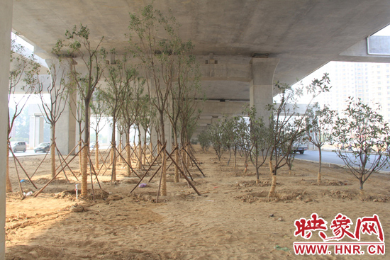 中州大道高架橋下新栽種的樹(shù)木。