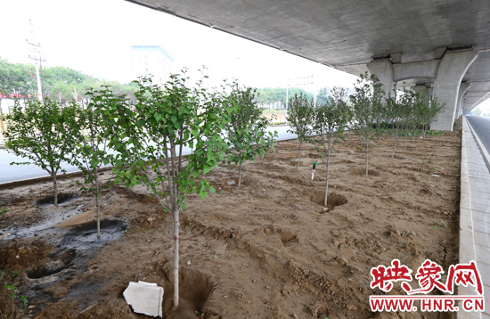 西三環(huán)淮河路立交橋下,新栽種的六七十棵枇杷樹(shù)。