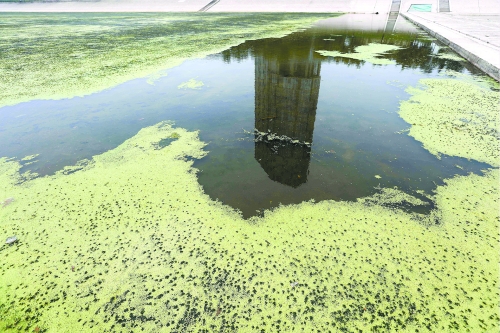 幾近干涸、臭氣熏天、長滿水草的東風渠，已不見往日容顏　 記者 侯建勛/攝