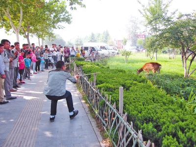 工作人員悄悄走近梅花鹿，準(zhǔn)備發(fā)射麻醉針。