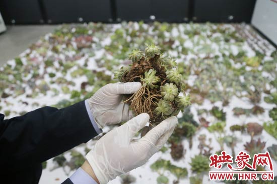 這些被截獲的多肉植物郵件面單上的品名大多申報為“禮物”、“衣服”等，屬于瞞報行為。