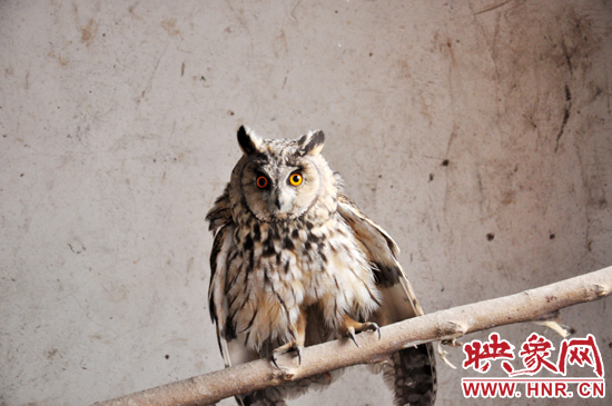 據(jù)了解，長耳鸮屬于夜行動物，是一種益鳥，主要捕食鼠類。