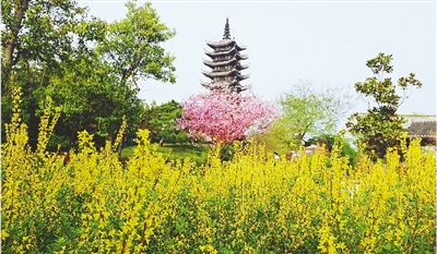 綠博園盛開的鮮花“期待”和市民“約會”。