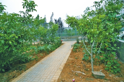 路兩邊是核桃樹，而路的盡頭救助野生鳥類的籠子，鴨子和鵝占了鵲巢