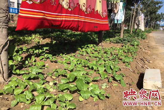 西四環(huán)中原路交叉口，大片生態(tài)廊道被毀，變成私家菜園。