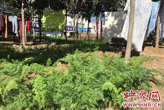 西四環(huán)中原路交叉口，大片生態(tài)廊道被毀，變成私家菜園。