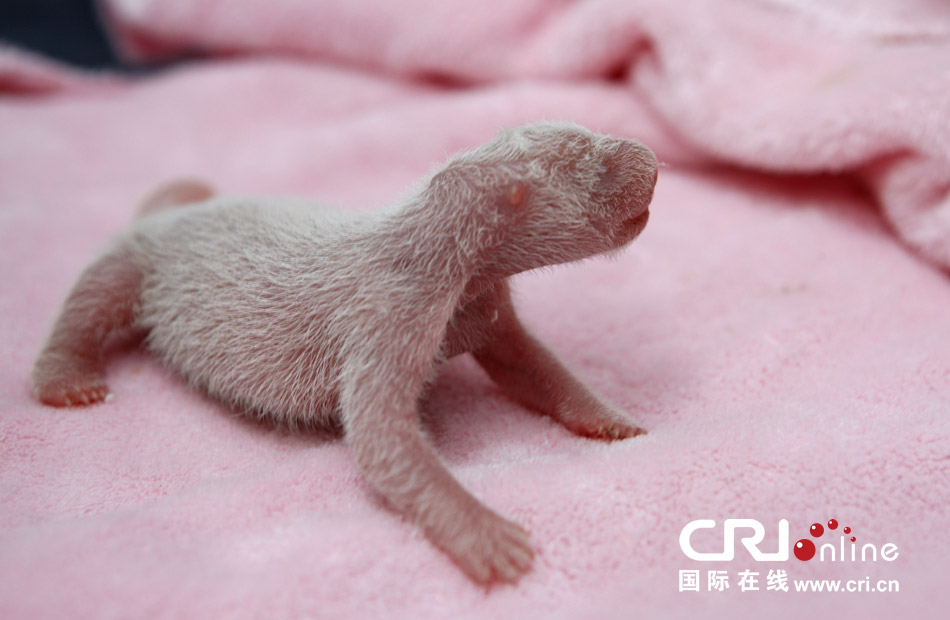 2013年7月11日，成都大熊貓繁育研究基地月亮產(chǎn)房，新生大熊貓寶寶在育嬰箱里憨態(tài)可掬。