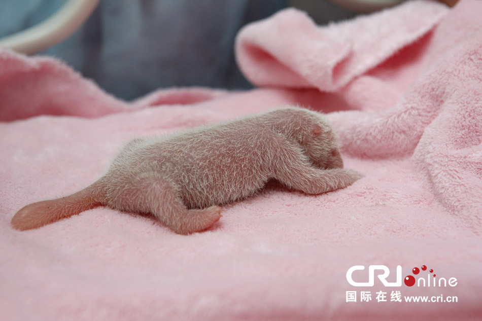2013年7月11日，成都大熊貓繁育研究基地月亮產(chǎn)房，新生大熊貓寶寶在育嬰箱里憨態(tài)可掬。