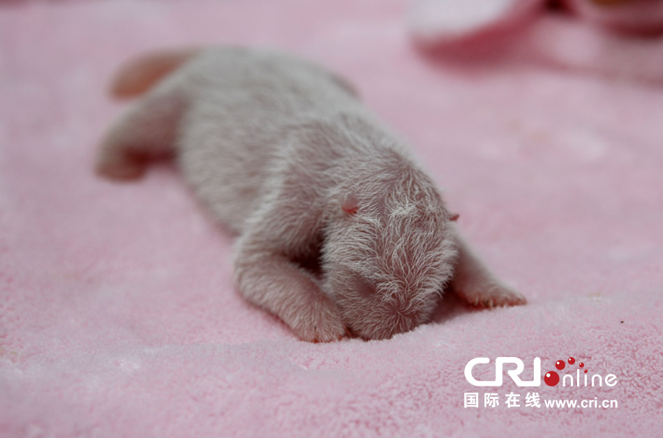 2013年7月11日，成都大熊貓繁育研究基地月亮產(chǎn)房，新生大熊貓寶寶在育嬰箱里憨態(tài)可掬。