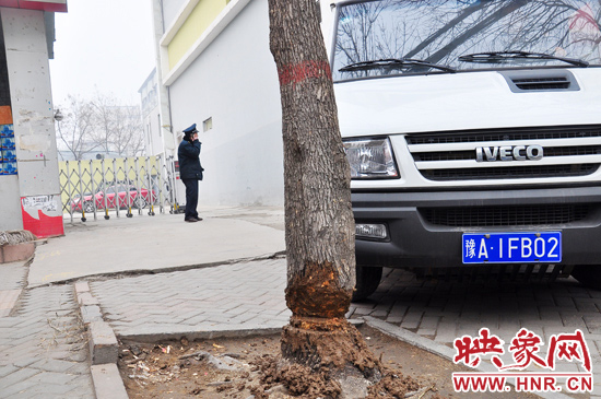 據(jù)了解，這棵樹在一家名叫“蝸牛之家”賓館專用停車場的出口處的南側，與北側的另外一棵白蠟樹有三四米的距