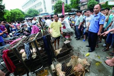 今天是廣西玉林狗肉節(jié)，市場上的攤販增加了數(shù)倍，城管也出動對市場上的占道行為進(jìn)行規(guī)范 記者 劉暢 攝