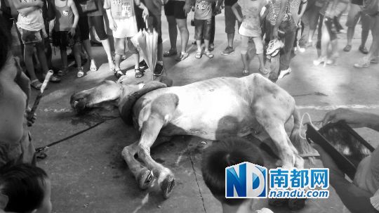 死馬拉的車。 游客圍觀死馬。游客供圖