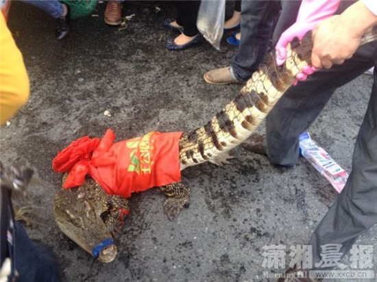 車上的鱷魚爬上路面。記者 向帥