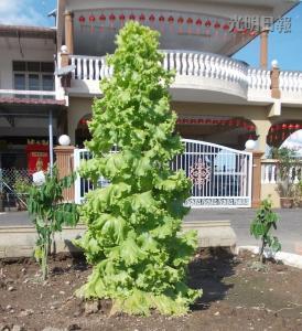 馬口親善花園居民李亞德種出“高人一等”的生菜，這棵3英尺高的生菜好像圣誕樹，令人稱奇。