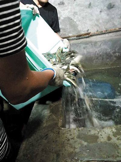 主人將撈上來的魚放進魚池。