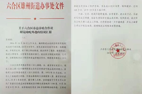 交匯點(diǎn)10月10日消息， 10日晚上，一則消息在南京人的朋友圈和微信群里瘋傳，網(wǎng)傳消息稱：六合雄州街道山北村一個(gè)農(nóng)莊私自養(yǎng)眼鏡蛇，幾天前突然跑出來了，估計(jì)二三百條。交匯點(diǎn)記者向六合區(qū)委宣傳部相關(guān)人士求證，證實(shí)了此事確實(shí)發(fā)生。