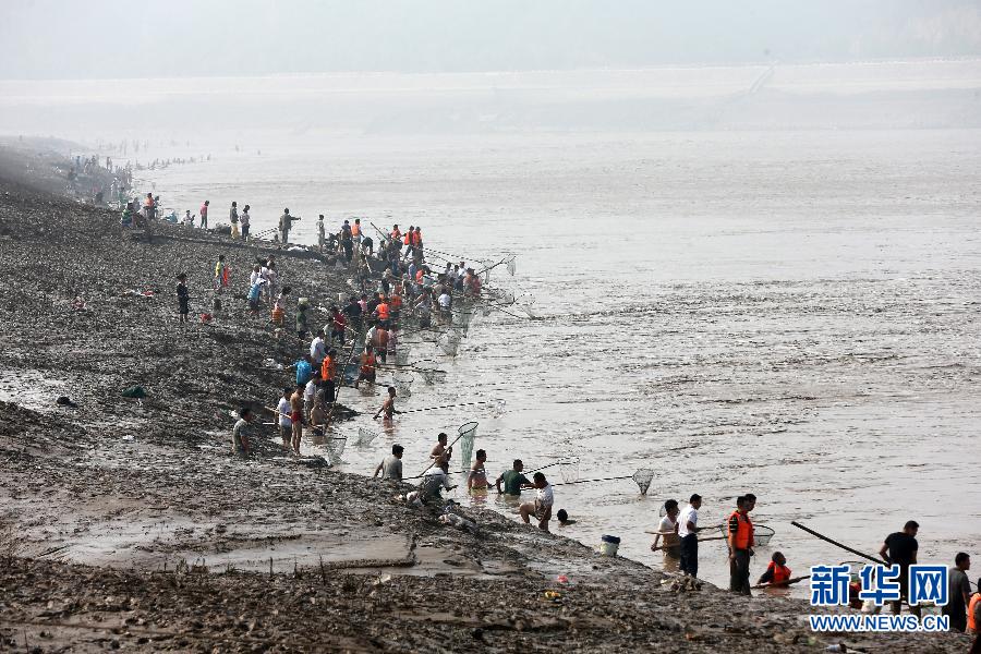 7月6日,在山西省平陸縣黃河岸邊,人們在河邊捕撈黃河“流魚”。