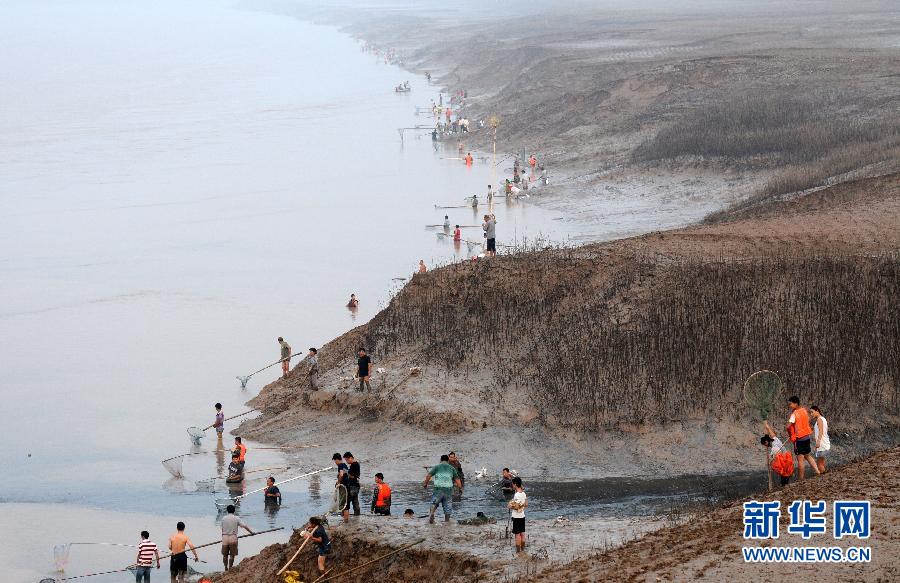  7月6日,在山西省平陸縣黃河岸邊,人們在捕撈黃河“流魚”。