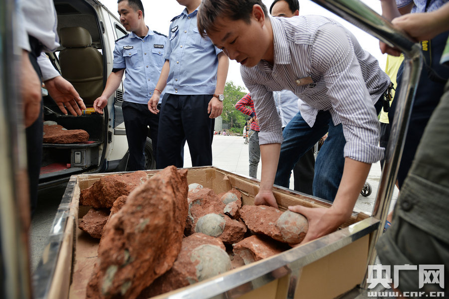 2015年4月19日，廣東河源，道路改造施工現(xiàn)場，挖出一大窩恐龍蛋化石。