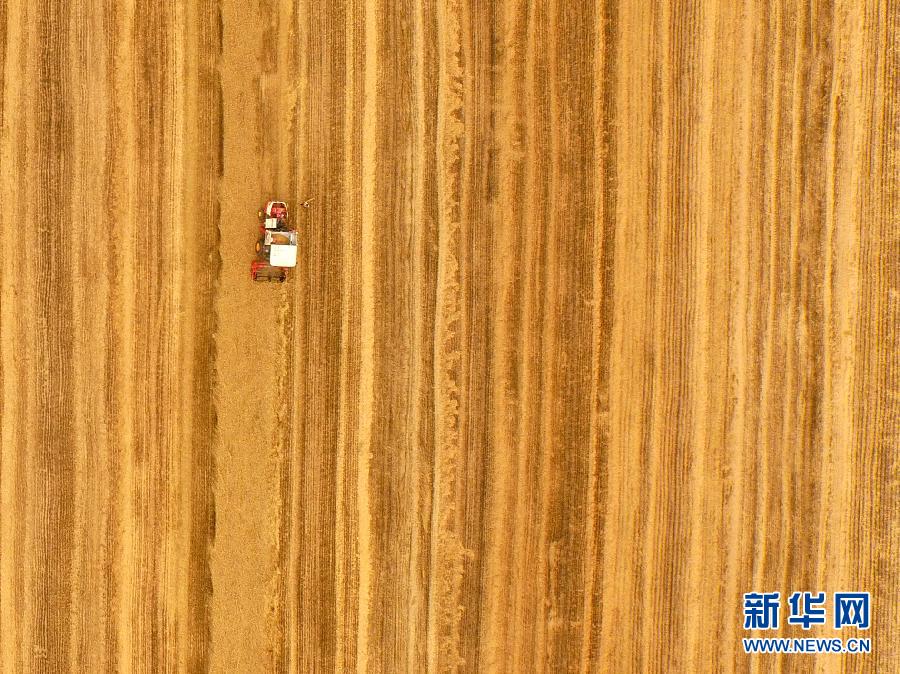 這是5月28日在河南省南陽市唐河縣甘河灣村航拍的麥?zhǔn)宅F(xiàn)場。