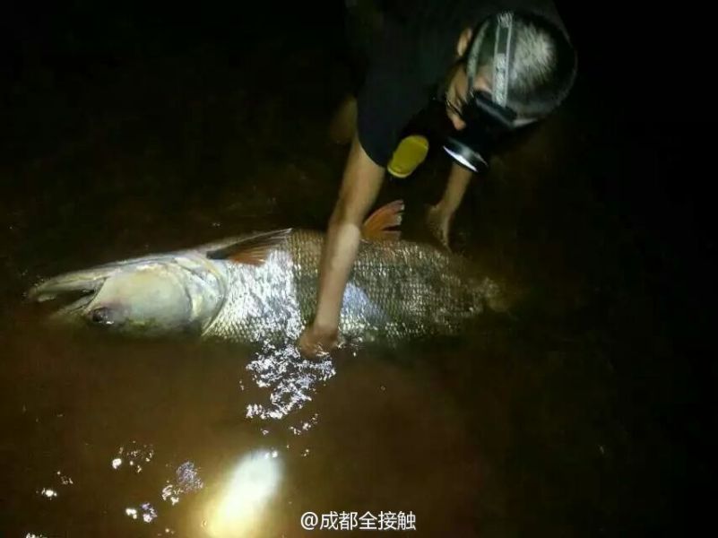 圖為父子倆發(fā)現(xiàn)大魚。