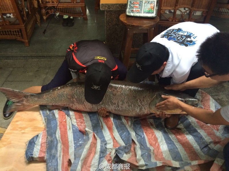 圖為父子倆翻動(dòng)大魚。