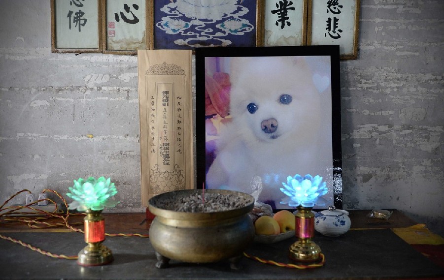 寵物狗的遺像被擺放在寺廟中。